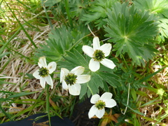Anemonastrum villosissimum