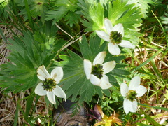 Anemonastrum villosissimum