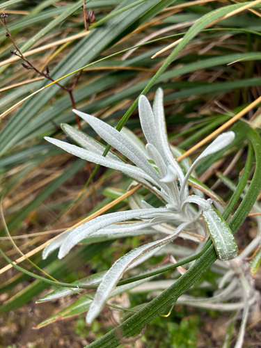 Helichrysum panormitanum, photograph 1