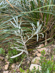 Helichrysum panormitanum, photograph Pia Stermann, CC0, iNaturalist via GBIF