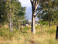Elephantidae