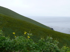 Anemonastrum villosissimum