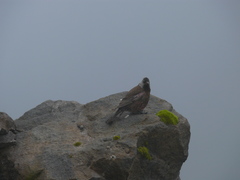 Leucosticte tephrocotis griseonucha