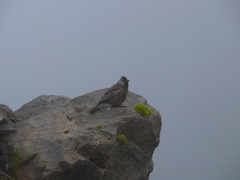 Leucosticte tephrocotis griseonucha
