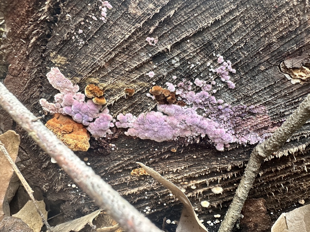 Punctularia atropurpurascens · March 2026 · photo: © katrinamccollough (iNaturalist, cc0)