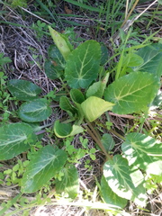Eryngium creticum