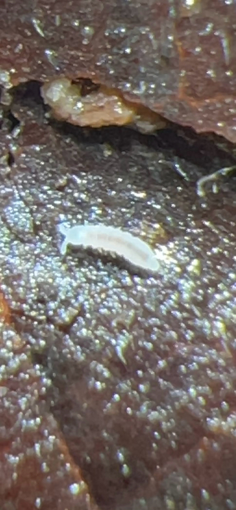Plump Springtails from Columbus, OH, US on March 6, 2026 at 12:50 PM by ...