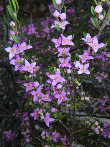 sandstone boronia (Boronia glabra)