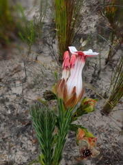 Erica ampullacea