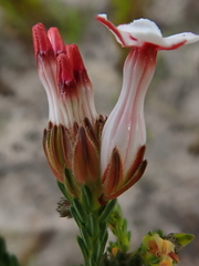 Erica ampullacea
