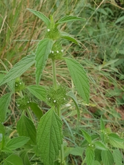 Leucas martinicensis