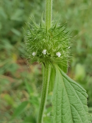Leucas martinicensis