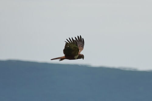 iNaturalist: (c) radinis, some rights reserved (CC BY-NC), uploaded by radinis iNaturalist image