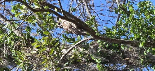 View observation of {o.common_name} on iNaturalist