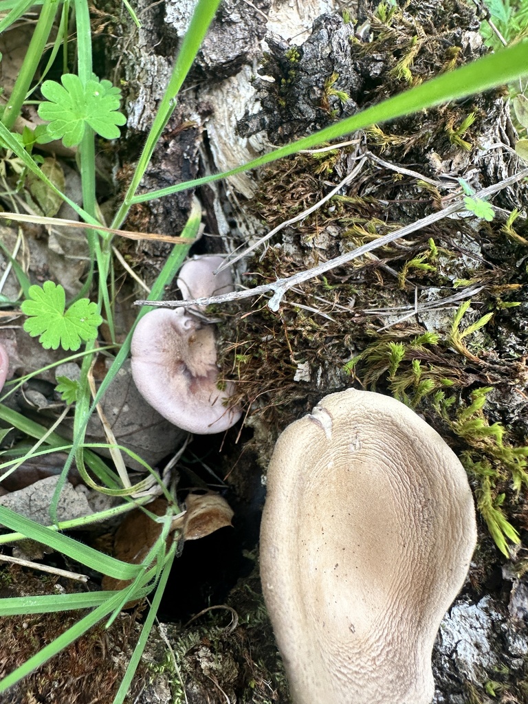 Panus conchatus · March 2026 · photo: © katrinamccollough (iNaturalist, cc0)
