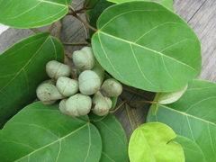 Brownlowia argentata