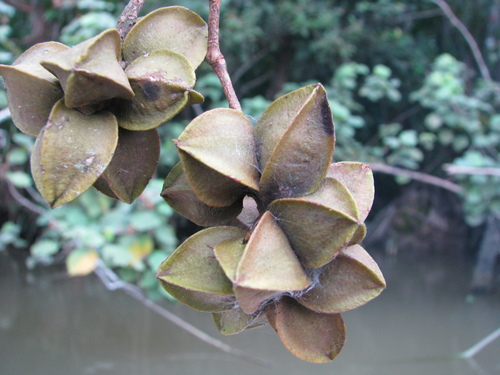 Combretum tetralophum observed 2009-11-18