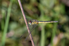 Trithemis dorsalis