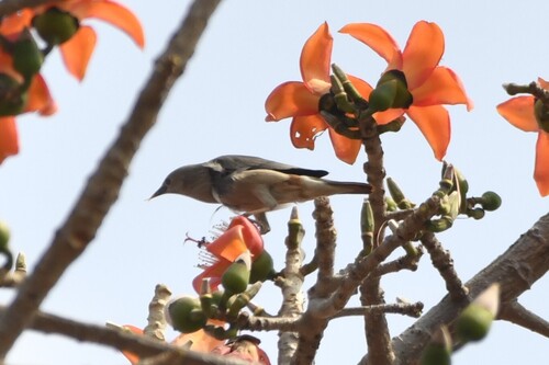 Chestnut-tailed Starling (Sturnia malabarica), photo 3