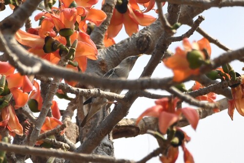 Chestnut-tailed Starling (Sturnia malabarica), photo 4