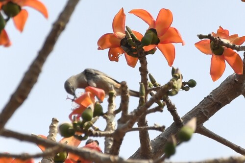 Chestnut-tailed Starling (Sturnia malabarica), photo 10