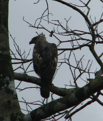 Nisaetus cirrhatus limnaeetus