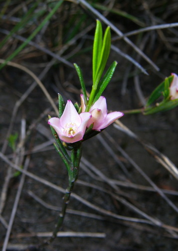 milkwort boronia (Cyanothamnus polygalifolius)