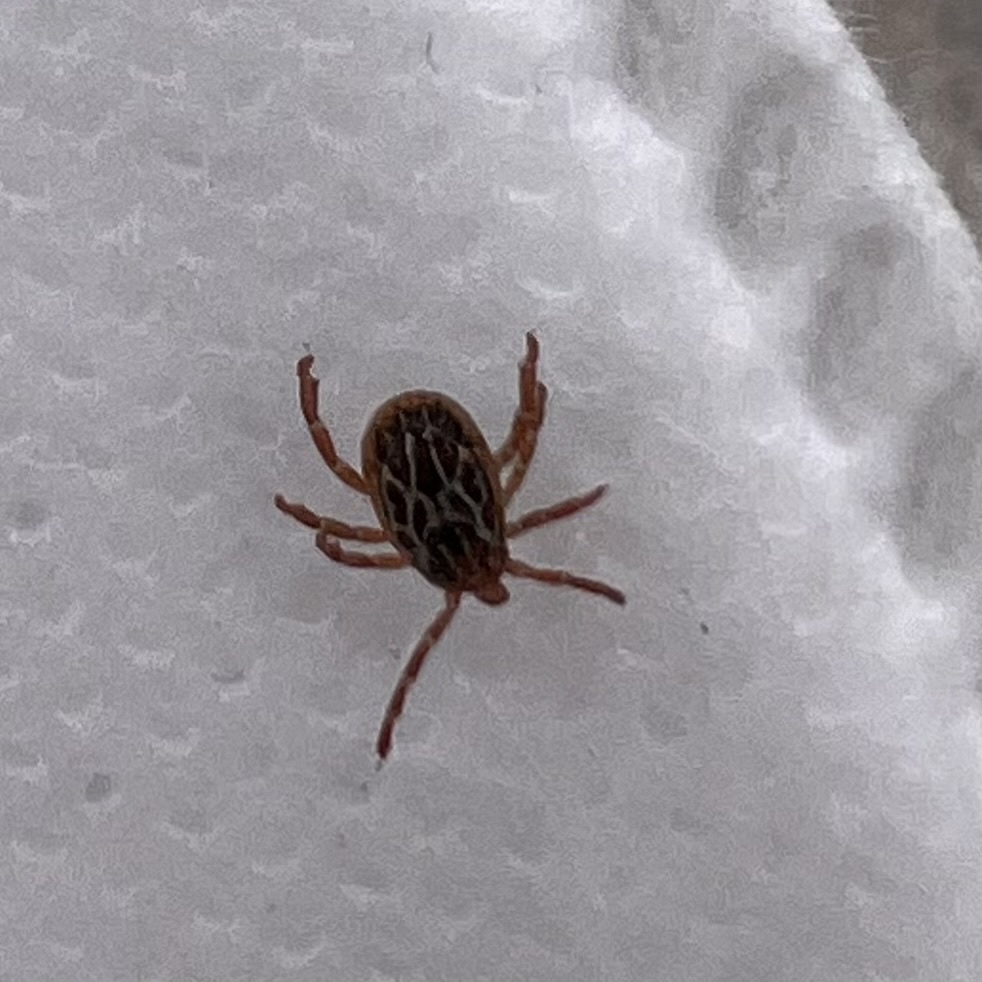 Amblyomma maculatum Koch, 1844