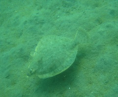 Lepidopsetta bilineata
