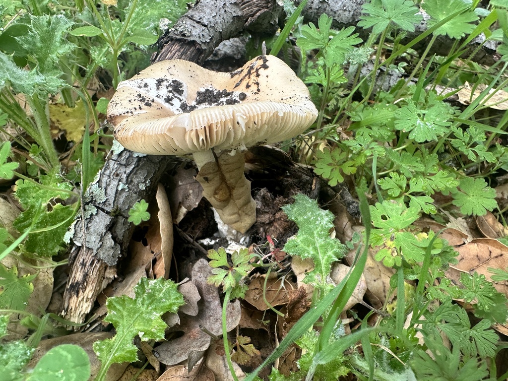 Amanita velosa · March 2026 · photo: © katrinamccollough (iNaturalist, cc0)