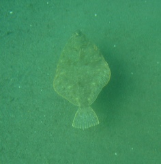 Lepidopsetta bilineata
