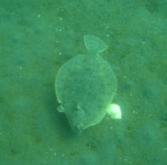 Lepidopsetta bilineata