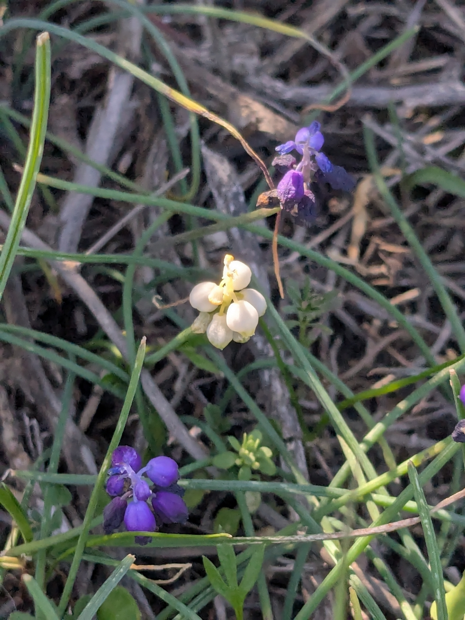 Muscari inconstrictum