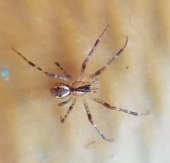 Pityohyphantes phrygianus