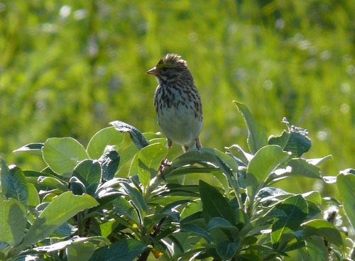 Aleutian Savannah Sparrow