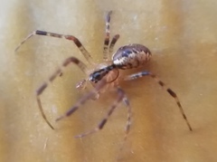 Pityohyphantes phrygianus