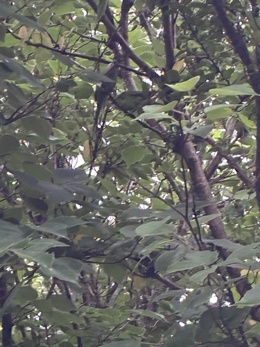 Grey-hooded Parakeet (Psilopsiagon aymara)