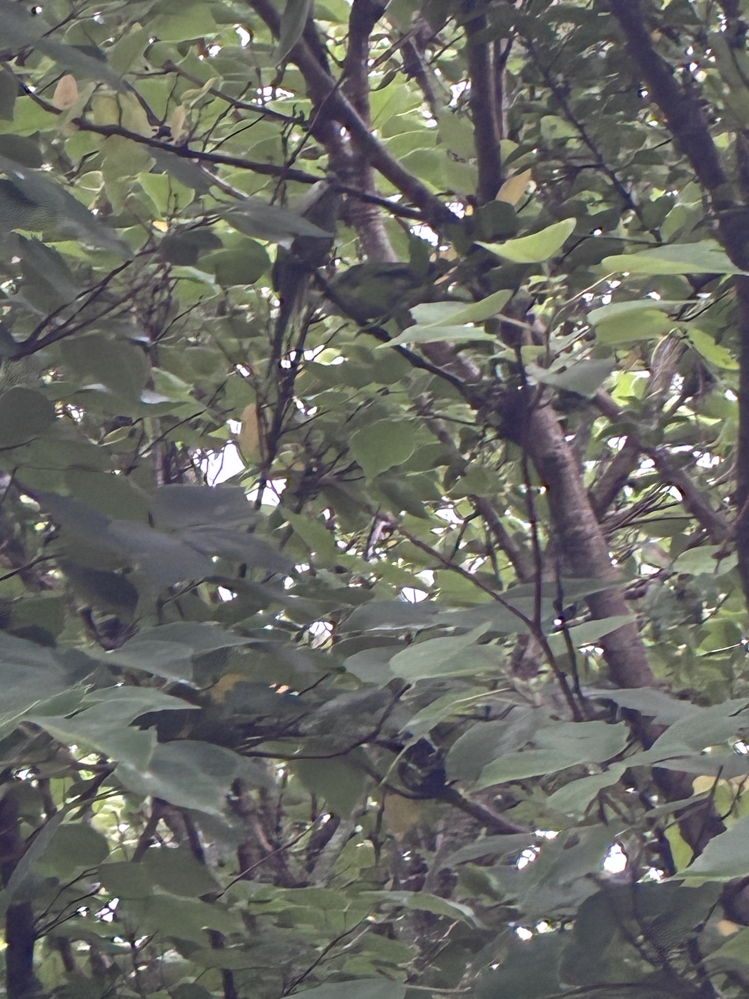 Grey-hooded Parakeet (Psilopsiagon aymara), photo 1