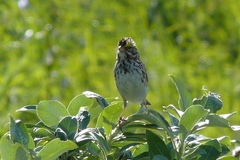 Passerculus sandwichensis sandwichensis