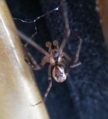 Pityohyphantes phrygianus