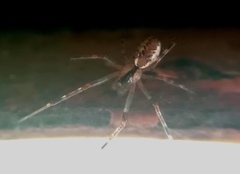 Pityohyphantes phrygianus