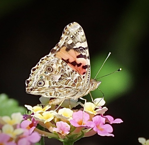 Painted lady