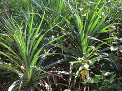 Pandanaceae