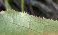 Lichtensteinia trifida