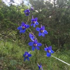 Delphinium treleasei