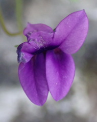 Monopsis simplex