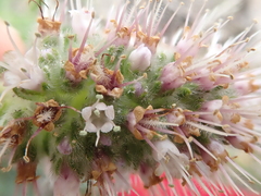 Echiostachys ecklonianus