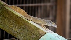 Morne Constant Anole photo 3