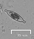 Naviculales