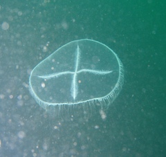 Staurostoma mertensii